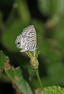 West Indian Prints: Cassius Blue (Leptotes cassius theonus) adult