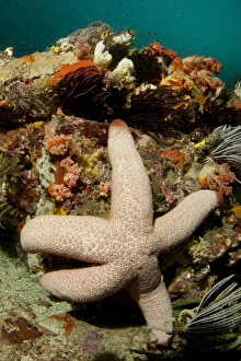 Komodo Prints: Catalas Starfish (Thromidia catalai) adult
