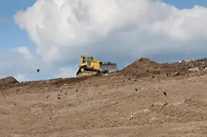Caterpillar D6N compaction machine working on council rubbish tip, with scavenging crows, near Ellesmere, Cheshire