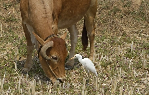 Egrets Prints: Cattle Egret (Bubulcus ibis) adult, foraging beside domestic cow, India, february