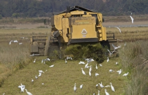 Egrets Prints: Cattle Egret (Bubulcus ibis) flock