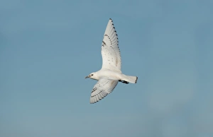 Seabird Prints: Cattle Egret (Bubulcus ibis ibis) adult