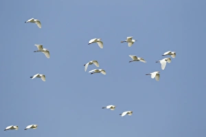 Egrets Prints: Cattle Egret (Bubulcus ibis ibis) adults