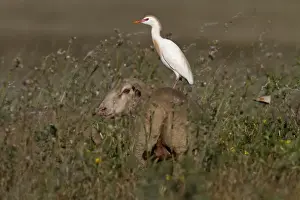 Ibis Prints: Cattle Egret in courtship colours/ plumage standing on a sheep