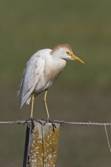 Ibis Prints: Cattle Egret in summer plumage