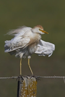 Ibis Prints: Cattle Egret in summer plumage standing on fence post