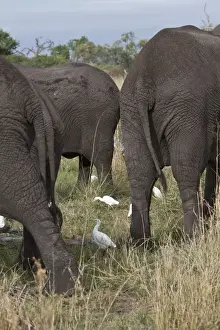 Cattle Egrets hunt for insects that this group of African Elephants disturb