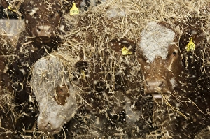 Straw Prints: Cattle farming, beef cattle in finishing lot