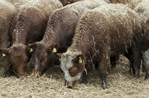 Cattle farming, beef cattle in finishing lot, feeding on chopped straw which has been blown in for bedding