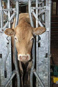 Cattle farming, beef cow held in cattle crush, making it easier to handle, Cumbria, England, November