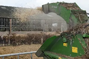 Straw Prints: Cattle farming, blowing chopped straw for bedding in beef finishing lot with straw chopper