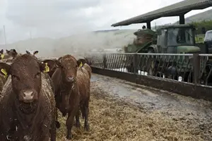 Cattle farming, blowing chopped straw for bedding in beef finishing lot with tractor and straw chopper, Northumberland