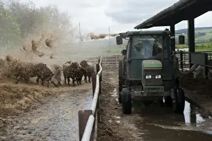 Cattle farming, blowing chopped straw for bedding in beef finishing lot with tractor and straw chopper, Northumberland