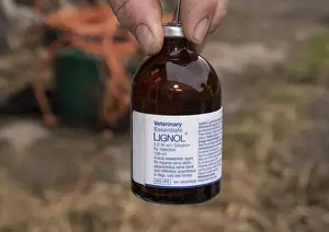 Cattle farming, bottle of anaesthetic for epidural into recipient cows during embryo transfer, England, April