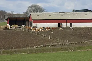 Parent Prints: Cattle farming, cows with calves