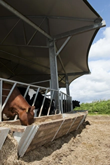 Housed Prints: Cattle farming, dairy heifers in roundhouse building