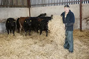 Housing Prints: Cattle farming, farmer bedding beef cattle up with straw in building