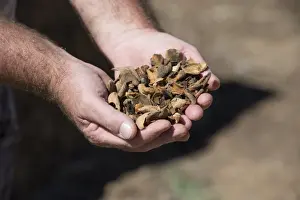 Hand Prints: Cattle farming, farmer holding Almond (Prunus dulcis) husks for feeding to milking cows