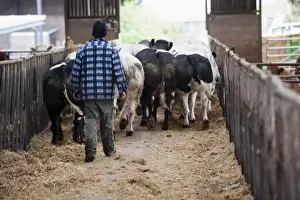 Passage Prints: Cattle farming, farmer walking British Blue herd along passage of shed