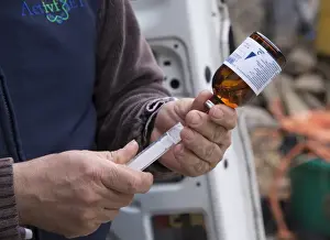 Cattle farming, filling syringe from bottle of anaesthetic for epidural into recipient cows during embryo transfer