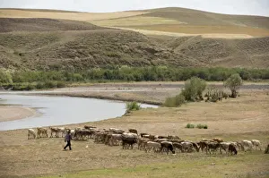 Middle East Prints: Cattle farming, herd grazing beside river on dry steppe grassland