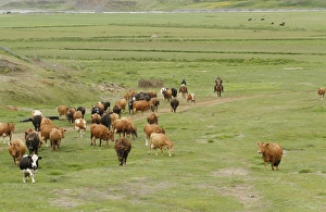 Countryside Prints: Cattle farming, herding dairy cows on horseback