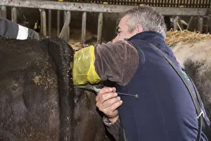 Guns Prints: Cattle farming, inserting embryo transfer gun into recipient cow, England, April