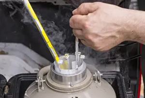Cattle farming, removing straws of embryos from flask containing liquid nitrogen for embryo transfer into recipient