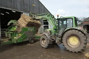 Straw Prints: Cattle farming, tractor loading bale of straw into straw chopper used to bed cattle pens