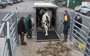 Trailer Prints: Cattle farming, unloading cull dairy cows from livestock trailer