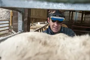 Cows Prints: Cattle farming, vet pregnancy detecting cow using ultrasonic scanner and headset to see image in glasses