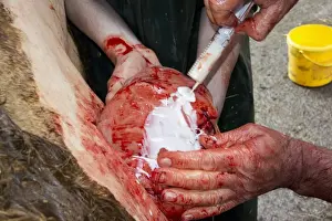Hand Prints: Cattle farming, vet putting antibiotics onto cow uterus after caesarean calving