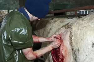 Woman Prints: Cattle farming, vet stitching up cow after performing caesarean section to deliver calf