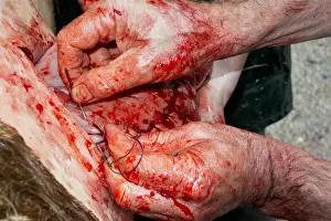 Cattle farming, vet stitching up cow uterus after caesarean calving, England, March