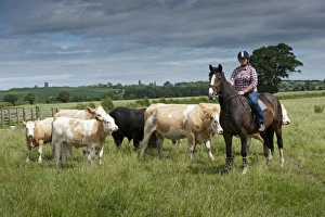 Woman Prints: Cattle farming, woman rounding up cattle on horseback
