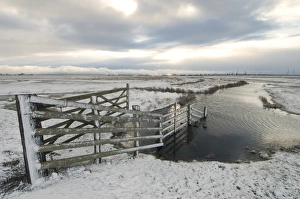 Cattle fence and grazing marsh habitat in snow, Elmley Marshes N. N. R. North Kent Marshes, Isle of Sheppey, Kent