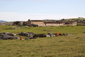 Plateau Prints: Cattle graze the fields around a small farm on the Belen Plateau, Extremadura, Spain