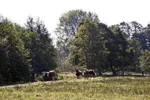 Mmarsh Prints: Cattle grazing at Darsham Marsh which are used to help maintain the marshland habitat