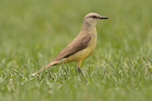 Tyrant Flycatcher Prints: Cattle Tyrant (Machetornis rixosa) adult