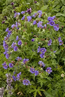 Middle East Prints: Caucasian Cranesbill (Geranium ibericum) flowering
