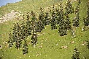 Environmental Prints: Caucasian Spruce (Picea orientalis) degraded montane forest