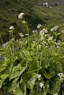 Middle East Prints: Caucasian Valerian (Valeriana alliarifolia) flowering