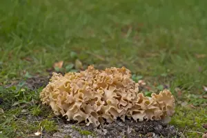 Body Prints: Cauliflower Fungus (Sparassis crispa) fruiting body, Norfolk, England, October