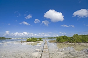 Philippines Prints: Causeway through coastal mangrove swamp habitat