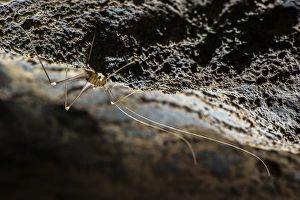 Cave Prints: Cave Cricket (Dolichopoda ligustica) adult, on wall of cave, Italy, January