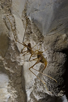 Cave Prints: Cave Cricket (Dolichopoda ligustica) adult pair, on wall of cave, Italy, october