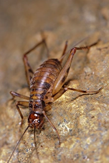 Cave Prints: Cave Cricket (Petaloptila andreinii) adult, in cave, Italy, september