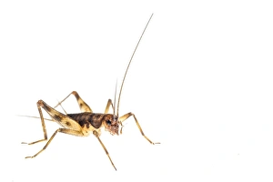 Cutout Prints: Cave Cricket (Petaloptila andreinii) adult