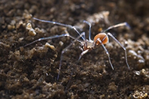 Cave Prints: Cave Spider (Leptoneta crypticola) adult, in cave, Italy