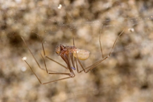 Cave Prints: Cave Spider (Leptoneta crypticola) adult male